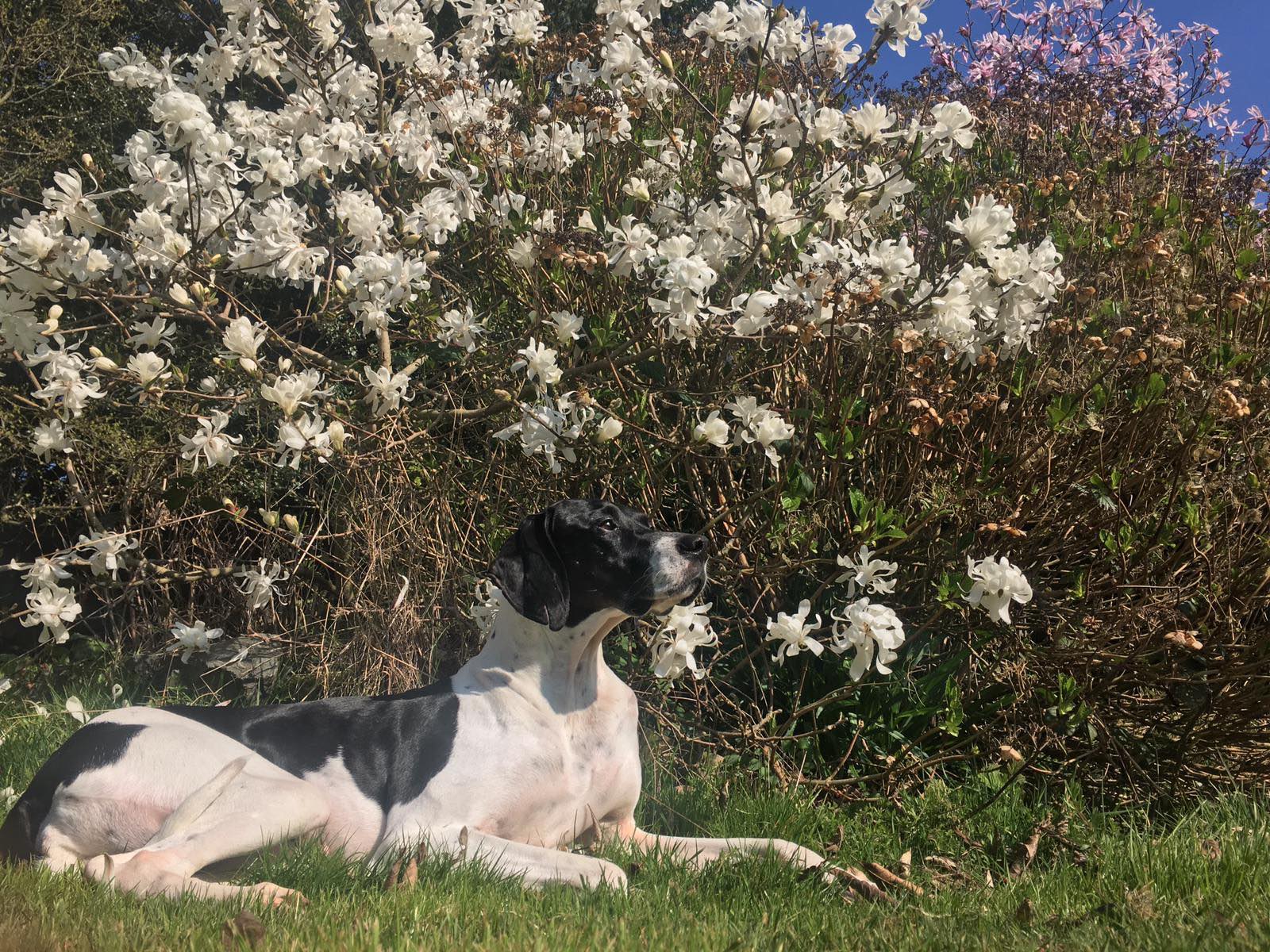 The wonderful life of Elsa - Pointers In Need (English Pointer Rescue ...