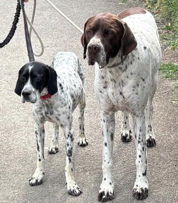 Molly - Pointers In Need (English Pointer Rescue & Rehoming)