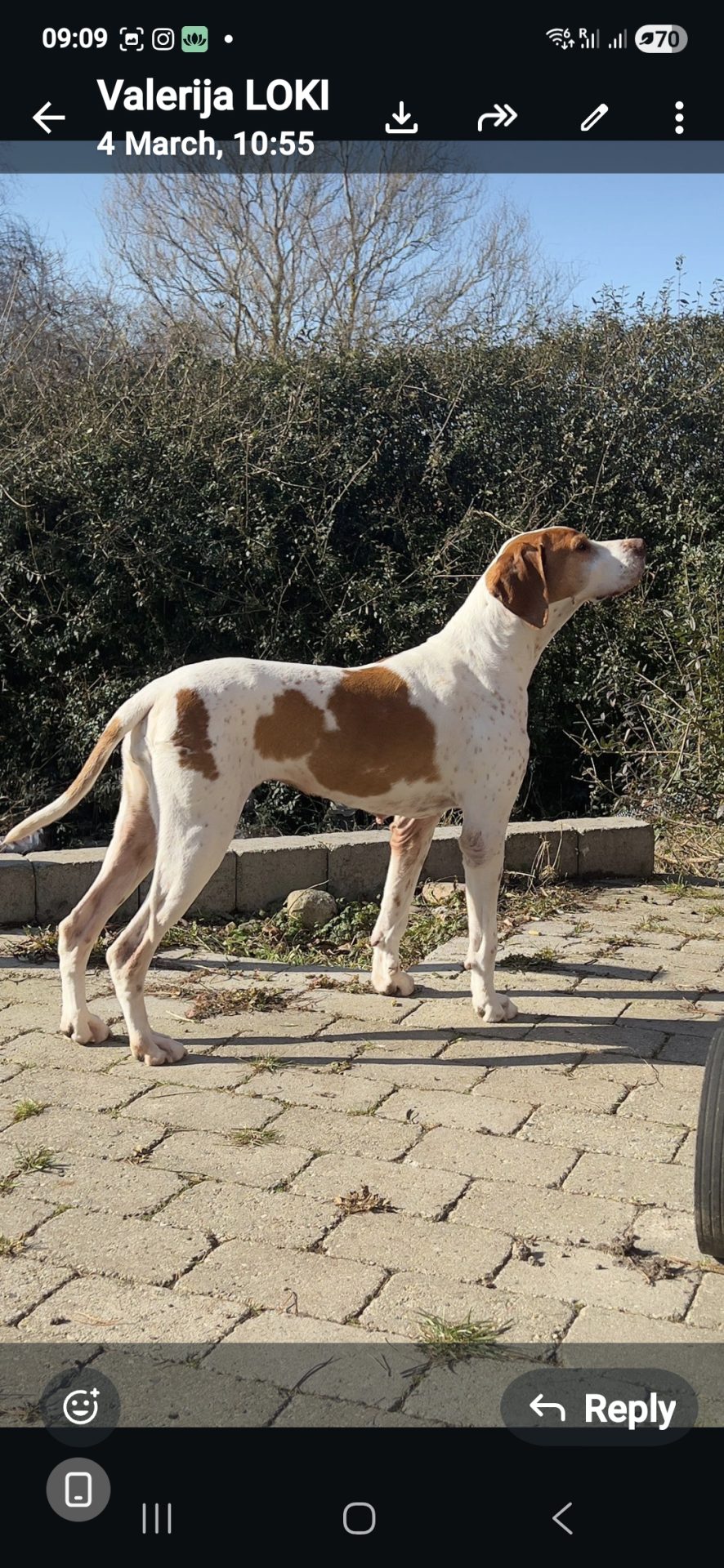 With thanks from Lady and the team - Pointers In Need (English Pointer ...